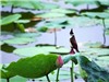 Chùm ảnh: Sen Tây Hồ e ấp đầu mùa