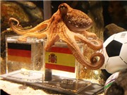Bóng đá anh, ngoại hạng anh, lịch thi đấu euro 2012, 10 điều thú vị về chú bạch tuộc khiến cả thế giới phải thán phục