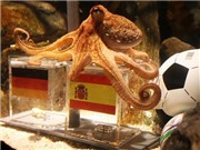 Bóng đá anh, ngoại hạng anh, lịch thi đấu euro 2012, Tản mạn: 3 lý do để không nên tin bạch tuộc Paul