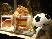 Bóng đá anh, ngoại hạng anh, lịch thi đấu euro 2012, "Cầu thủ xuất sắc giải": Bạch tuộc Paul