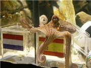 Bóng đá anh, ngoại hạng anh, lịch thi đấu euro 2012, Bạch tuộc “tiên tri” dưới góc nhìn khoa học