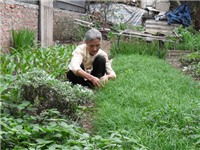 Nguyễn Thị Quế - Bà lang còn lại của làng thuốc Đại Yên 