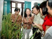 Bóng đá anh, ngoại hạng anh, lịch thi đấu euro 2012, "Hạt lúa cổ 3000 năm nảy mầm" là lúa... Khang dân 18