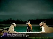 Bóng đá anh, ngoại hạng anh, lịch thi đấu euro 2012, Lady Gaga ghi tên mình vào kỷ lục Guinness thế giới