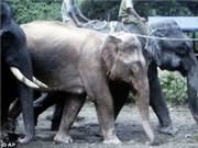 Bóng đá anh, ngoại hạng anh, lịch thi đấu euro 2012, Phát hiện voi trắng hiếm ở Myanmar