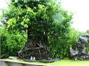 Bóng đá anh, ngoại hạng anh, lịch thi đấu euro 2012, Kinh ngạc với vườn cây trăm tỉ của một lão nông
