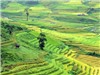 Mùa vàng rực rỡ Mù Cang Chải