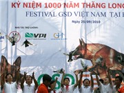 Bóng đá anh, ngoại hạng anh, lịch thi đấu euro 2012, Festival của những chú chó Béc-giê lừng danh