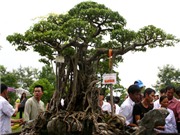 Bóng đá anh, ngoại hạng anh, lịch thi đấu euro 2012, Tranh cãi quanh cây sanh 120 tỉ đồng: Đẹp hay xấu? (Kỳ 3) 