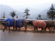 Bóng đá anh, ngoại hạng anh, lịch thi đấu euro 2012, Lào Cai hứng chịu giá lạnh sớm nhất nước 