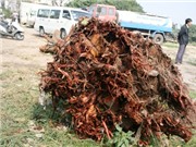 Bóng đá anh, ngoại hạng anh, lịch thi đấu euro 2012, Tìm thấy gốc cây bồ đề trăm tuổi bị chặt hạ tại đường 19/12