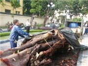 Bóng đá anh, ngoại hạng anh, lịch thi đấu euro 2012, Hà Nội chỉ đạo sớm làm rõ vụ chặt hạ cây bồ đề trăm tuổi