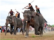 Bóng đá anh, ngoại hạng anh, lịch thi đấu euro 2012, Đầu tư 61 tỷ đồng bảo tồn đàn voi ở Đắk Lắk