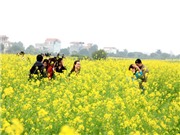 Bóng đá anh, ngoại hạng anh, lịch thi đấu euro 2012, Rực rỡ sắc vàng hoa cải ngay ở Hà Nội