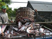 Bóng đá anh, ngoại hạng anh, lịch thi đấu euro 2012, Khổ thân con cá