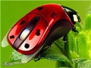 Bóng đá anh, ngoại hạng anh, lịch thi đấu euro 2012, Những chú chuột máy tính “độc” nhất thế giới