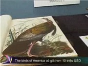 Bóng đá anh, ngoại hạng anh, lịch thi đấu euro 2012, "The birds of America" có giá hơn 10 triệu USD