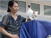 Bóng đá anh, ngoại hạng anh, lịch thi đấu euro 2012, “Bà ngoại” của mèo