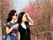 Bóng đá anh, ngoại hạng anh, lịch thi đấu euro 2012, Xu hướng chọn đào, quất chơi Tết Tân Mão