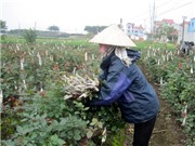 Bóng đá anh, ngoại hạng anh, lịch thi đấu euro 2012, Làng hoa Tây Tựu trước nguy cơ thất thu dịp Tết Tân Mão