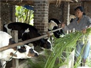 Bóng đá anh, ngoại hạng anh, lịch thi đấu euro 2012, Rét đậm kéo dài, người chăn nuôi ở Hà Nội lo lắng