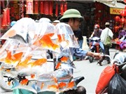 Bóng đá anh, ngoại hạng anh, lịch thi đấu euro 2012,  Nhộn nhịp mũ áo, thưa thớt cá chép