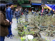 Bóng đá anh, ngoại hạng anh, lịch thi đấu euro 2012, Mai vàng giữa Hà Nội ế ẩm vì giá quá cao