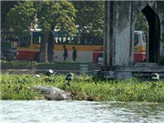 Bóng đá anh, ngoại hạng anh, lịch thi đấu euro 2012, Lập “bệnh viện” cho cụ rùa dưới chân tháp
