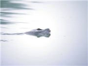 Bóng đá anh, ngoại hạng anh, lịch thi đấu euro 2012, Nhiều cơ quan sẽ cùng tham gia cứu rùa Hồ Gươm