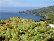 Bóng đá anh, ngoại hạng anh, lịch thi đấu euro 2012, Lavaux - Chốn thiên đường của rượu nho Thụy Sĩ