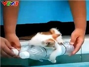 Bóng đá anh, ngoại hạng anh, lịch thi đấu euro 2012, "Con yêu của mẹ" ngược đãi mèo