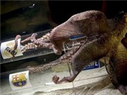 Bóng đá anh, ngoại hạng anh, lịch thi đấu euro 2012, Bạch tuộc dự đoán Real Madrid vào chung kết Champions League