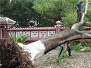 Bóng đá anh, ngoại hạng anh, lịch thi đấu euro 2012, Lốc xoáy tàn phá đại thụ ở đền Hùng