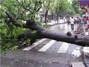 Bóng đá anh, ngoại hạng anh, lịch thi đấu euro 2012, Tuyên Quang: Cây đổ ngang đường đè chết người