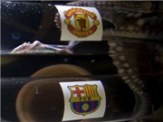 Bóng đá anh, ngoại hạng anh, lịch thi đấu euro 2012, Bạch tuộc dự đoán M.U đánh bại Barca