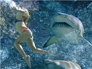 Bóng đá anh, ngoại hạng anh, lịch thi đấu euro 2012, “Shark Night 3D” tung hình ảnh đầu tiên