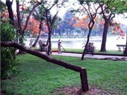 Bóng đá anh, ngoại hạng anh, lịch thi đấu euro 2012, Hà Nội: Thêm 1 cây sưa đỏ bị hạ trong đêm mưa