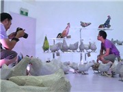 Bóng đá anh, ngoại hạng anh, lịch thi đấu euro 2012, Đến thăm quan triển lãm gà của Đinh Công Đạt