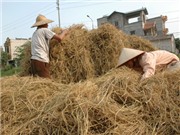 Bóng đá anh, ngoại hạng anh, lịch thi đấu euro 2012, Nhà khoa học và tri thức về rơm rạ