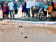 Bóng đá anh, ngoại hạng anh, lịch thi đấu euro 2012, Ngư dân Thanh Hóa bắt được "cá lạ" khổng lồ