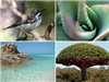 Hòn đảo của những động thực vật kì lạ