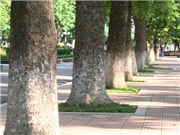 Bóng đá anh, ngoại hạng anh, lịch thi đấu euro 2012, Ý tưởng thiết kế công viên dành cho mọi người