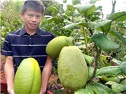 Bóng đá anh, ngoại hạng anh, lịch thi đấu euro 2012, Quả chanh khổng lồ nặng 3,5kg ở Lâm Đồng