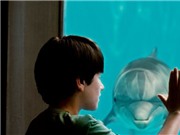 Bóng đá anh, ngoại hạng anh, lịch thi đấu euro 2012, Dolphin Tale mở màn Liên hoan phim 3D