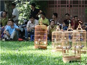 Bóng đá anh, ngoại hạng anh, lịch thi đấu euro 2012, Ra mắt Hội chim cảnh Đền Lừ