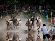 Bóng đá anh, ngoại hạng anh, lịch thi đấu euro 2012, Cận cảnh vòng loại đua bò Bảy Núi