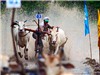 Bóng đá anh, ngoại hạng anh, lịch thi đấu euro 2012, Những hình ảnh đẹp về đua bò Bảy Núi