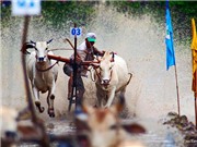 Bóng đá anh, ngoại hạng anh, lịch thi đấu euro 2012, Những hình ảnh đẹp về đua bò Bảy Núi