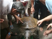 Bóng đá anh, ngoại hạng anh, lịch thi đấu euro 2012, Ba ba khổng lồ được bán 180 triệu đồng