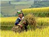 Bóng đá anh, ngoại hạng anh, lịch thi đấu euro 2012, Lang thang qua những thảm vàng